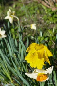 Foto: Stanislav HUBÁČEK - Za krásnější Vimperk  