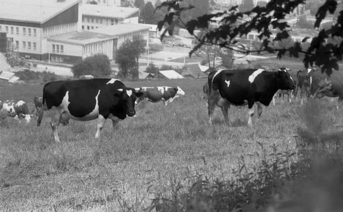 Krávy-statek-Vpk-002