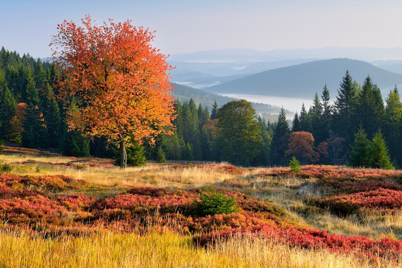 NÁRODNÍ PARK ŠUMAVA: Šumavskou mozkovku vyhrál příspěvek o vlivu stromů ...